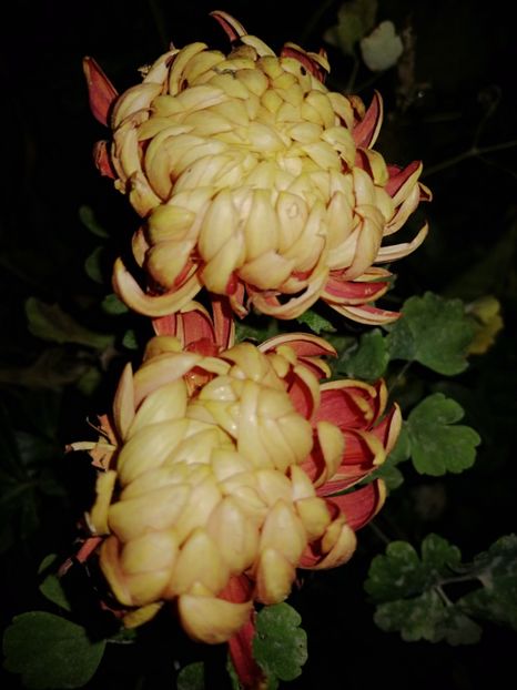 Deutzia - Crizanteme 2019