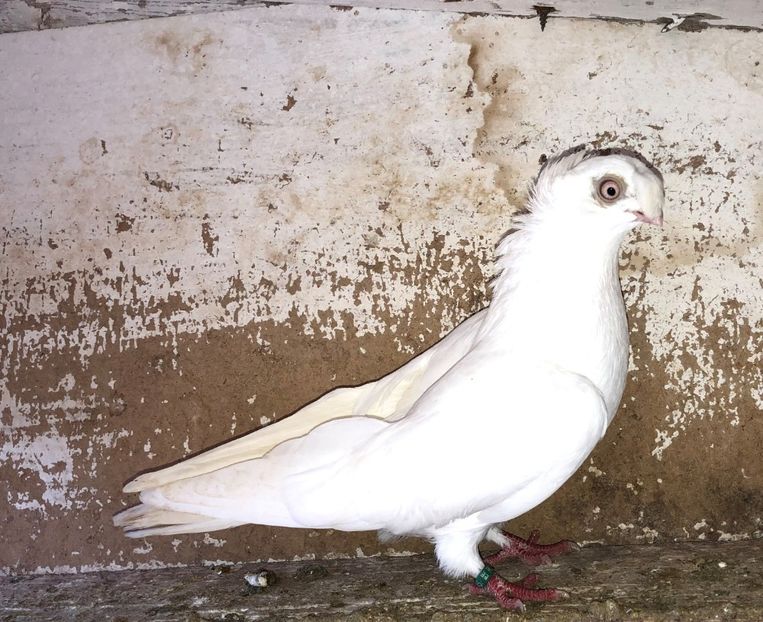 6845 femelă  2019 - Plecați ALBUM 2