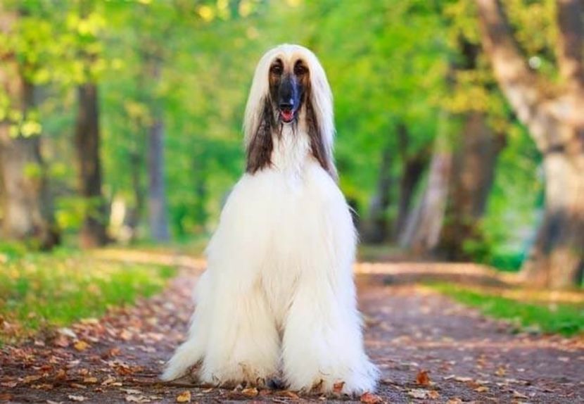 Afghan-hound - MARIETA BADESCU - ex SIRETEANU- sotie legitima pe timp limitat