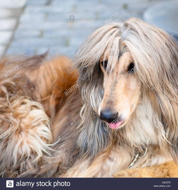 afghan-hound - MARIETA BADESCU - ex SIRETEANU- sotie legitima pe timp limitat