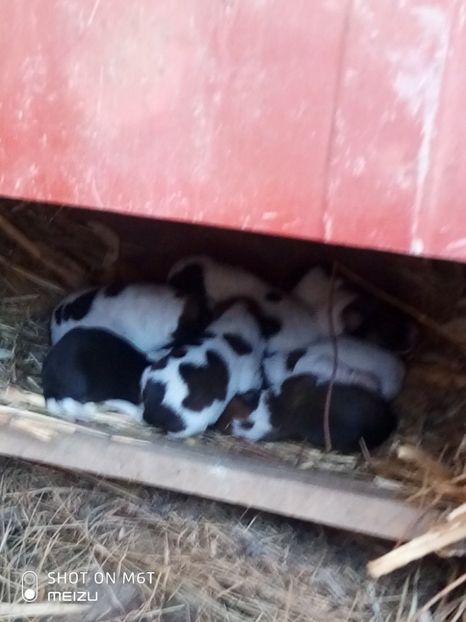 P91127-085715 - Bella