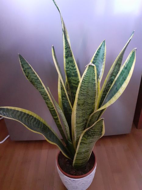  - Sansevieria