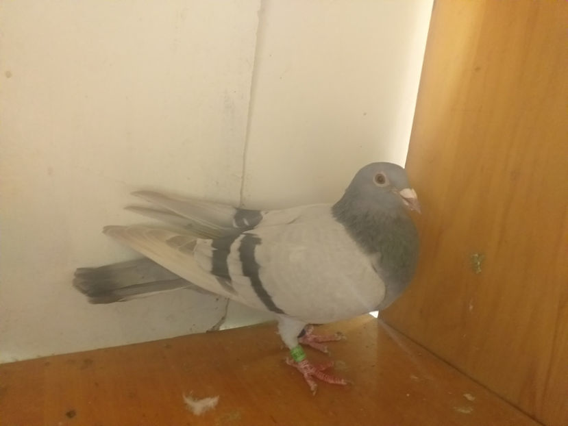 F  2018 - Porumbei  vinduti