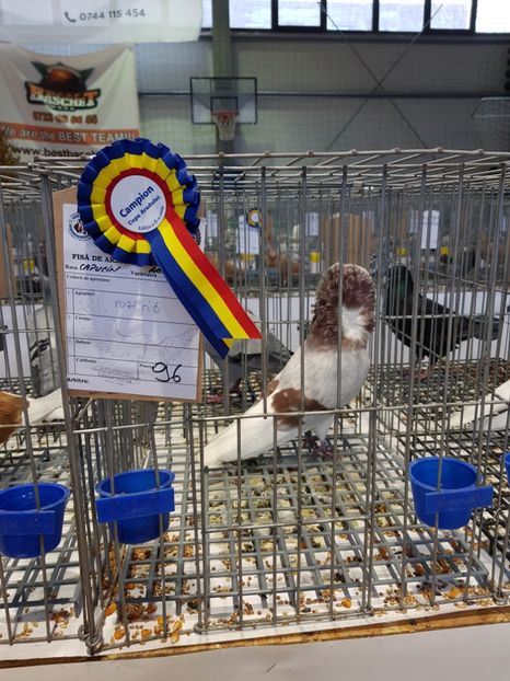  - Campion Expozitie Cupa Aradului 2019!