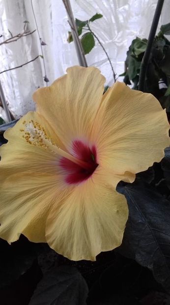 46830828_2091036030916543_8971814260434796544_o - HIBISCUSI 1-2019