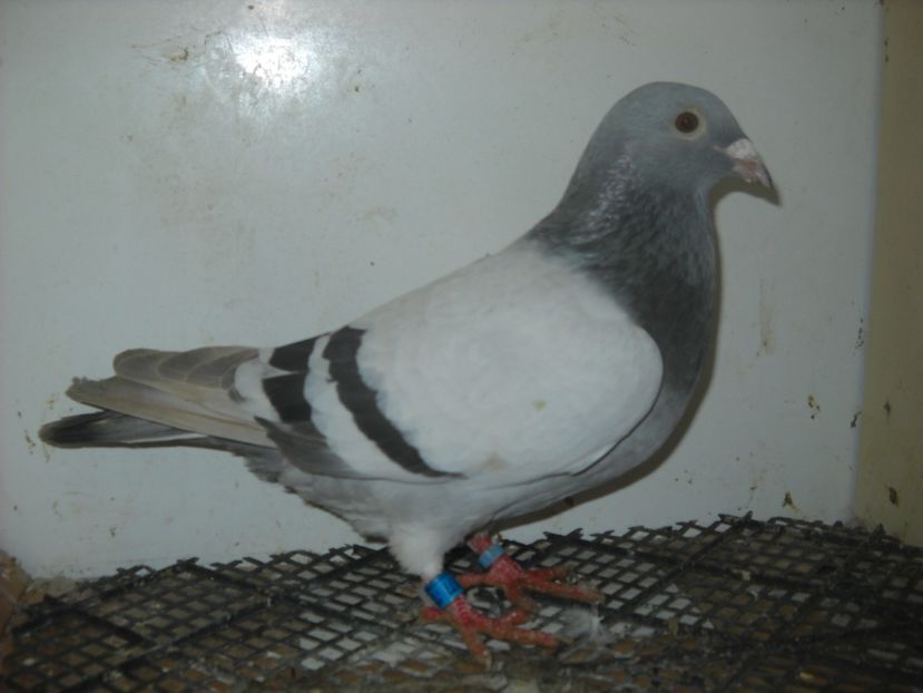 M 2019 - PORUMBEI VANDUTI 2