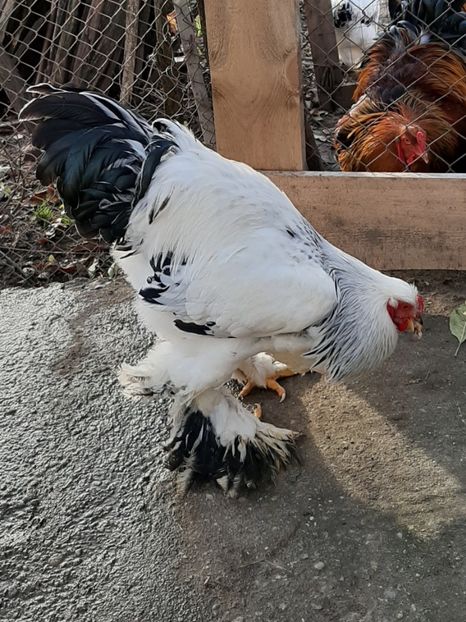  - Tineret 2019