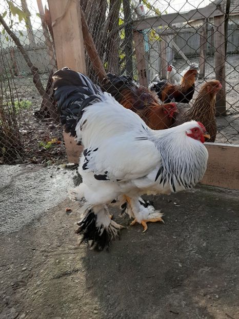  - Tineret 2019
