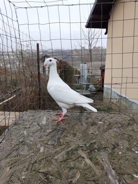  - Matca voiajori germani femele