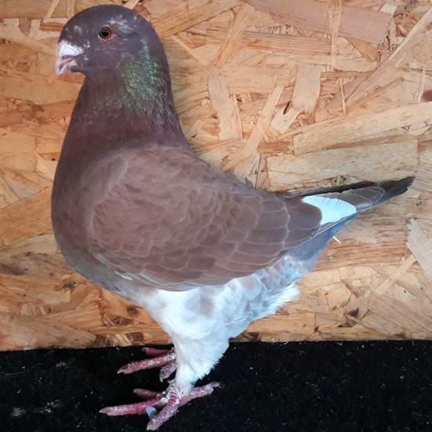  - 3---AGH DAȚI 2019 - 2025