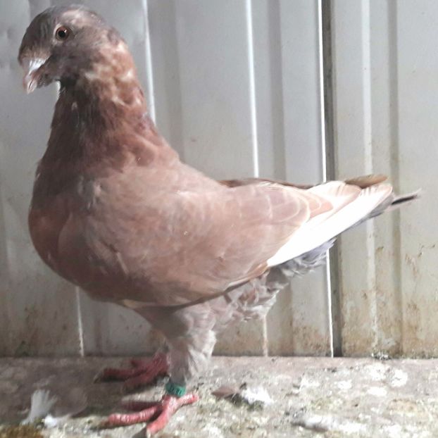  - 3---AGH DAȚI 2019 - 2025