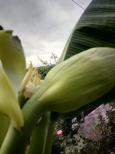 - Banan