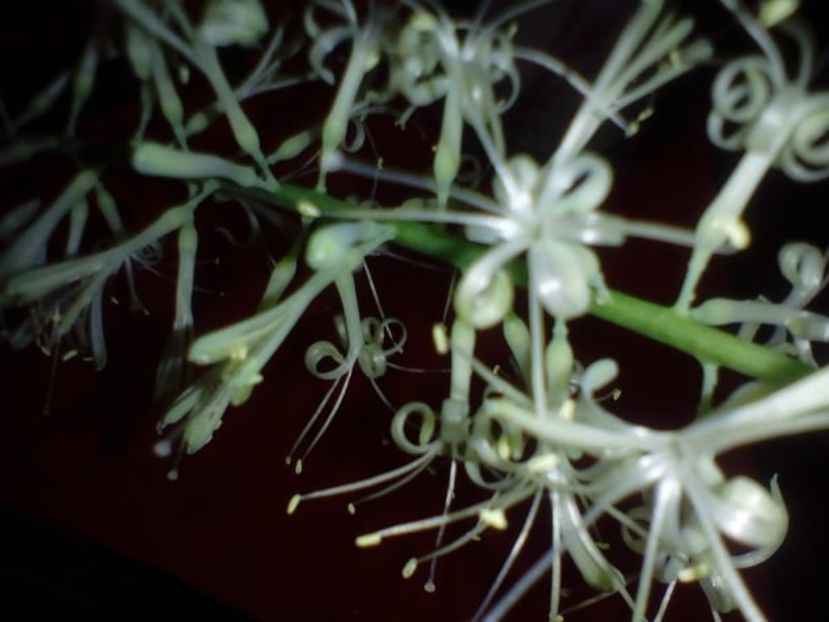 sabiuta inflorita, parfum puternic - plante de interior