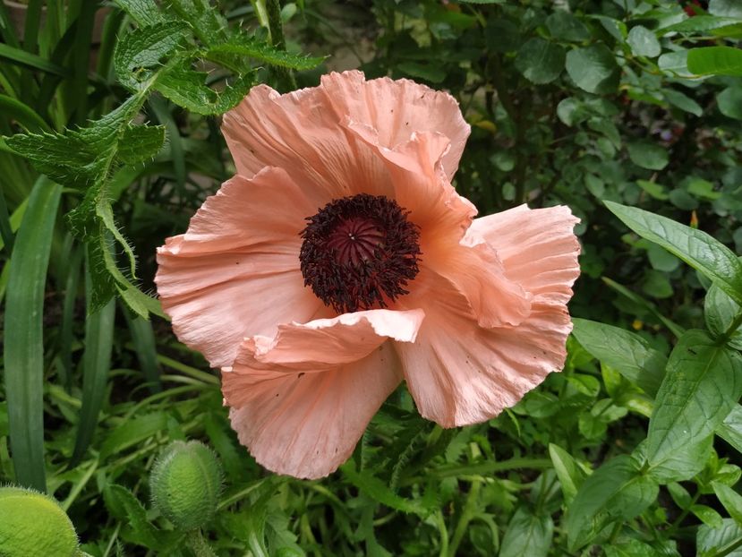  - Geranium si alte perene