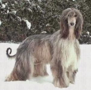 Afghan Hound Dog Images - MARIETA BADESCU - ex SIRETEANU- sotie legitima pe timp limitat