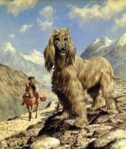 afghan-hound - MARIETA BADESCU - ex SIRETEANU- sotie legitima pe timp limitat