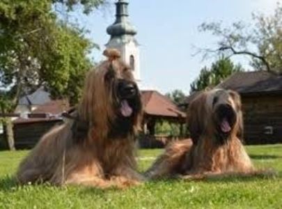 AFGAN HOUND - MARIETA BADESCU - ex SIRETEANU- sotie legitima pe timp limitat