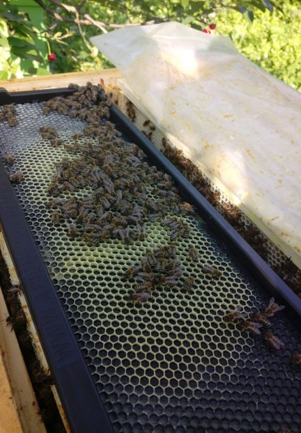 received_1491269497651661 - STUP MER