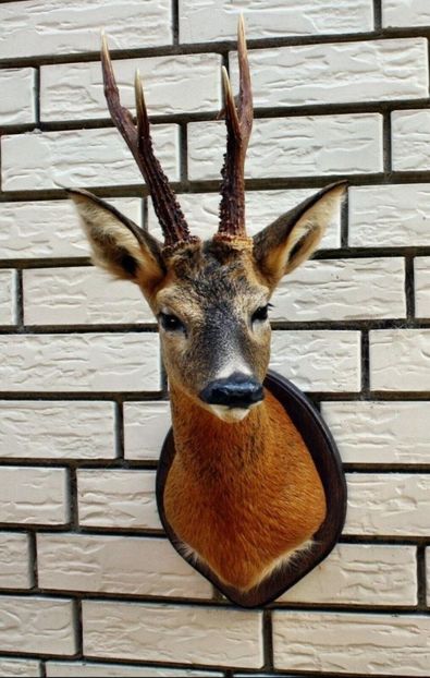 Bust de caprior_2 - Trofee naturalizate profesional