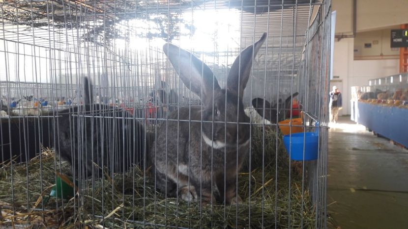  - Expo Lugoj 2019 - vizita