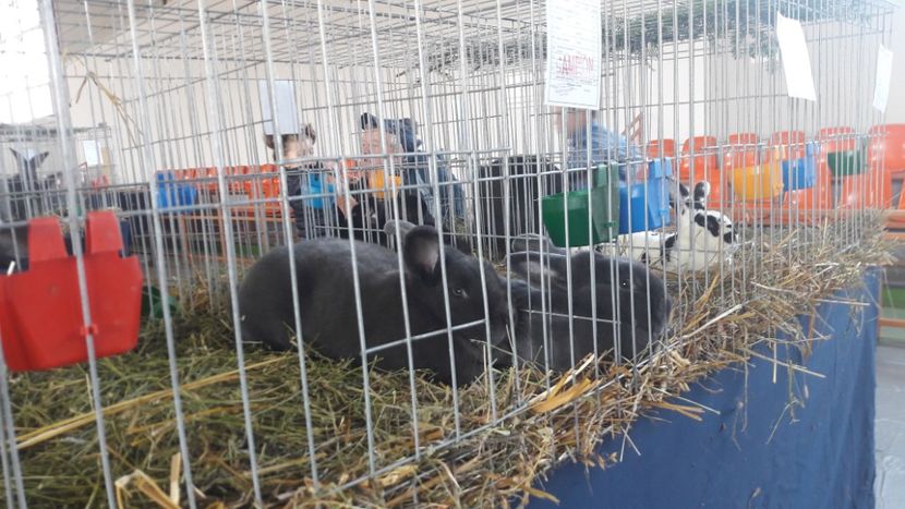  - Expo Lugoj 2019 - vizita