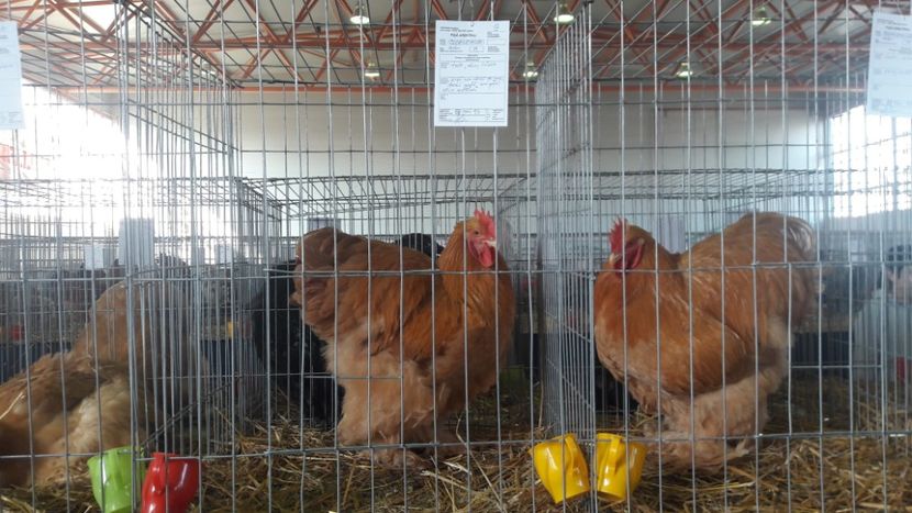  - Expo Lugoj 2019 - vizita