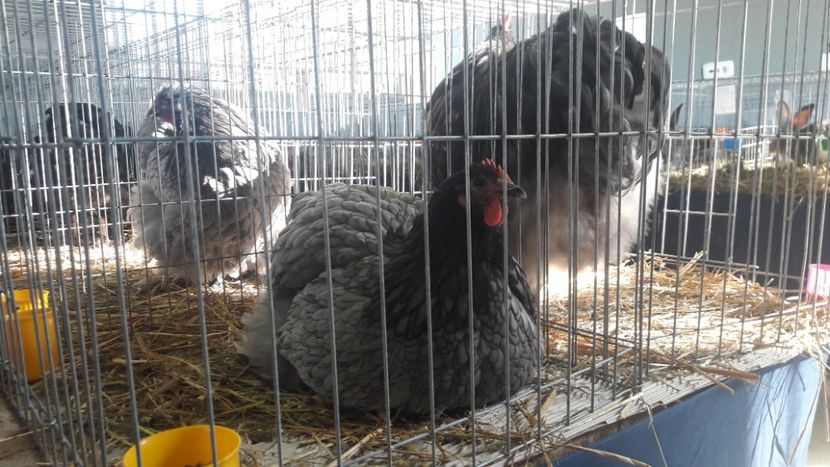  - Expo Lugoj 2019 - vizita