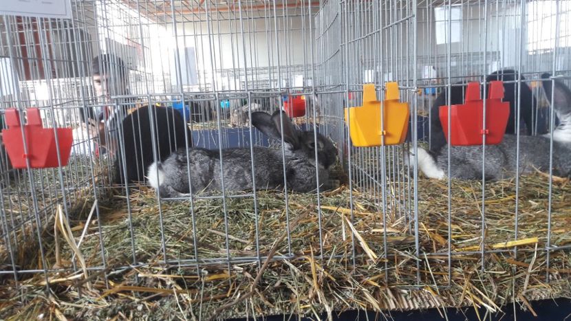  - Expo Lugoj 2019 - vizita