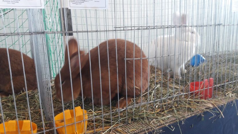  - Expo Lugoj 2019 - vizita