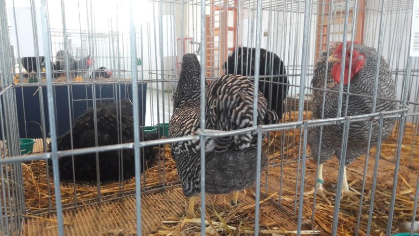  - Expo Lugoj 2019 - vizita