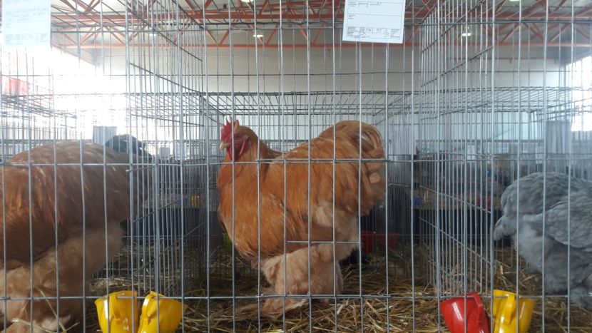  - Expo Lugoj 2019 - vizita