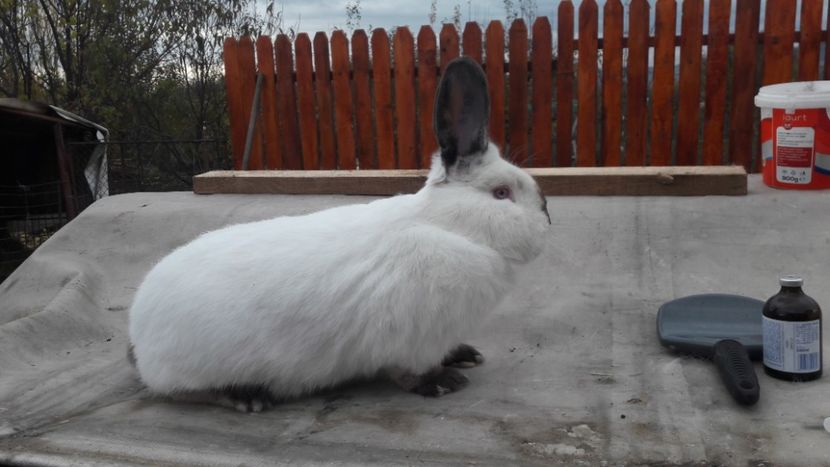  - d californieni 2019