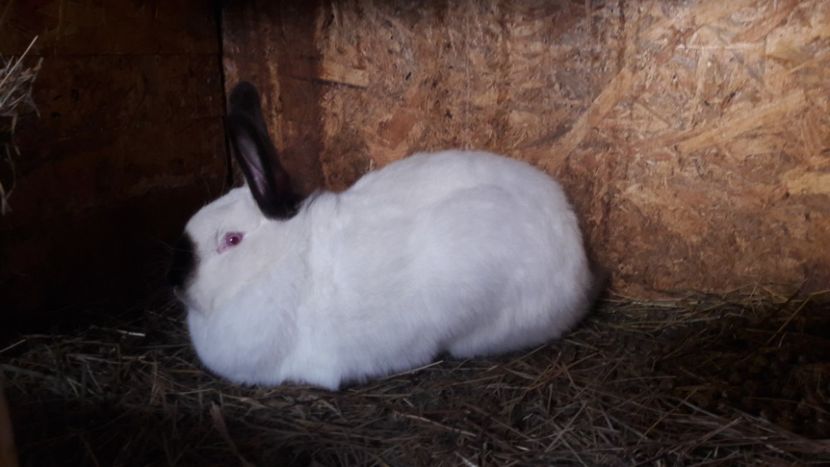  - d californieni 2019