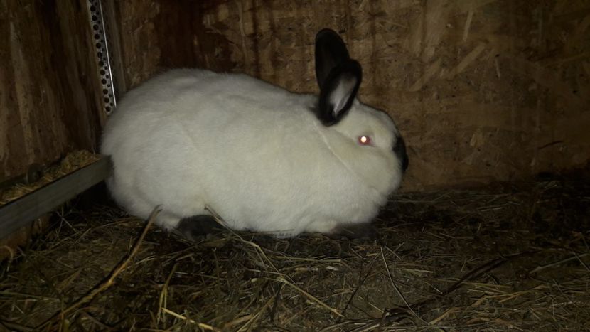  - d californieni 2019