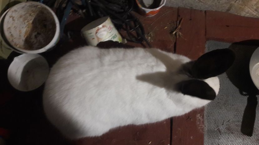  - d californieni 2019