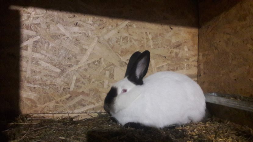  - d californieni 2019