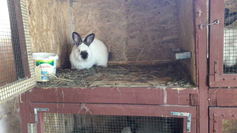  - d californieni 2019