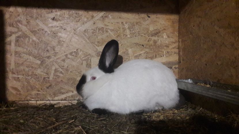  - d californieni 2019