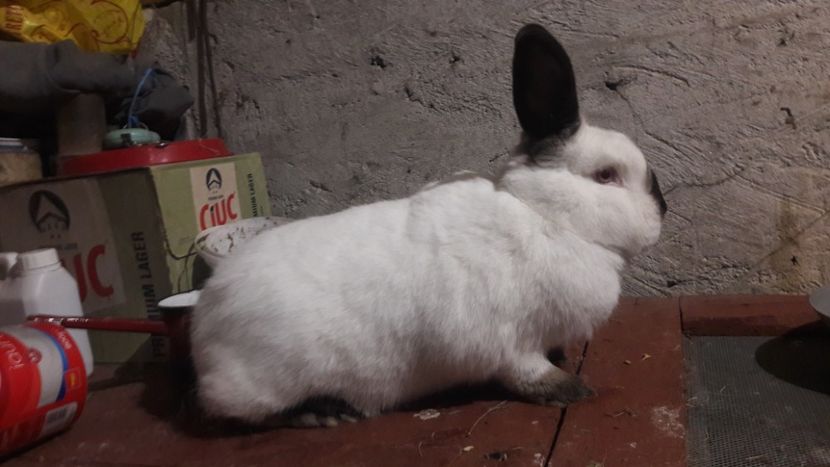  - d californieni 2019