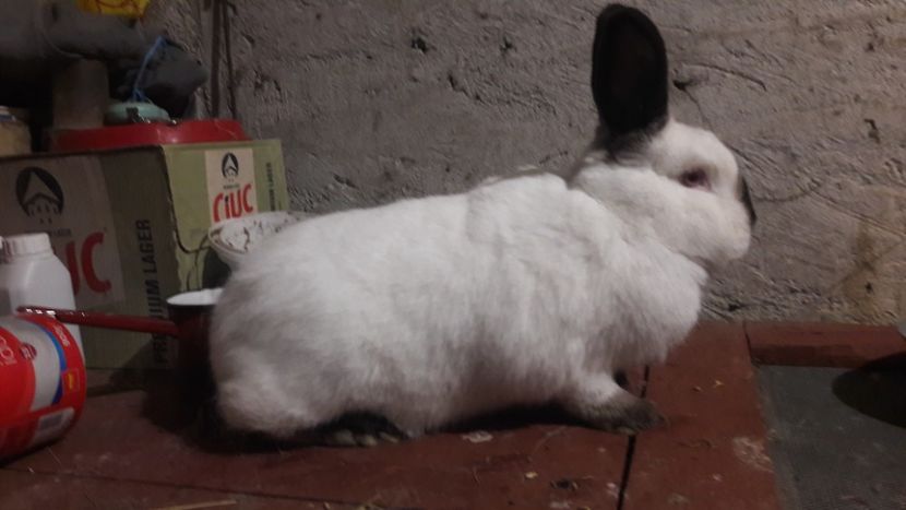  - d californieni 2019