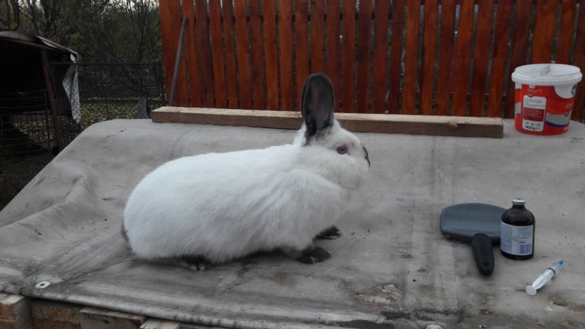  - d californieni 2019