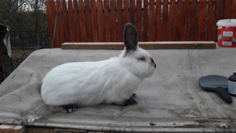  - d californieni 2019