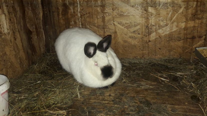  - d californieni 2019