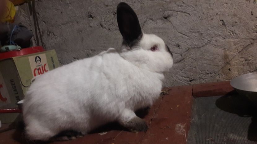  - d californieni 2019