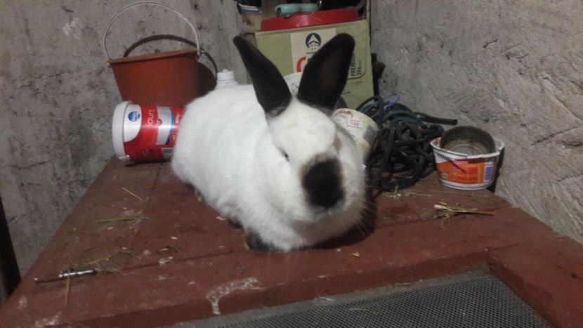  - d californieni 2019