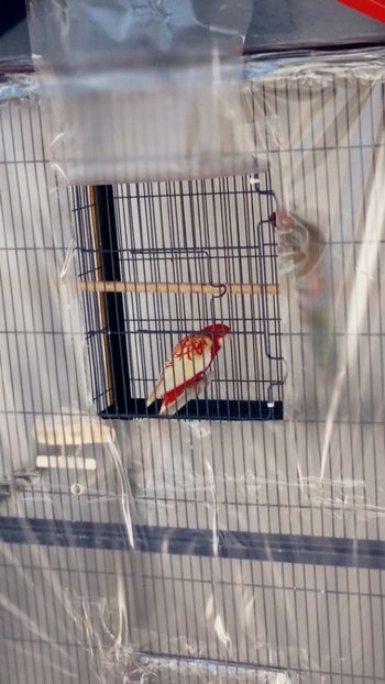  - Achizite in Austria pereche rosella rubin-rubino noiembrie 2019