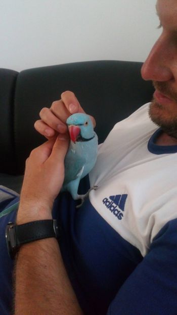 Pipo ajuns la maturitate - Micul alexander bland Julie 2017