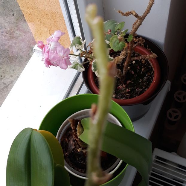  - Boli la orhidee - sfaturi va rog