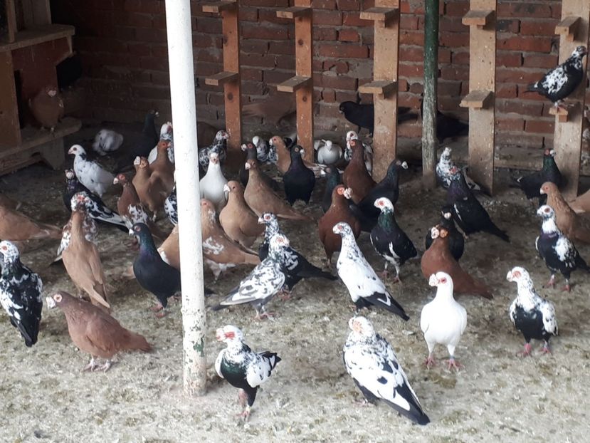  - I2 _ carunculați _ noiembrie 2019