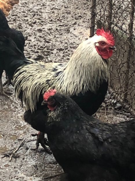 Marans Negru Argintiu 2019 - 2020 Marans Negru Aramiu Negru Argintiu Albastru Argintiu